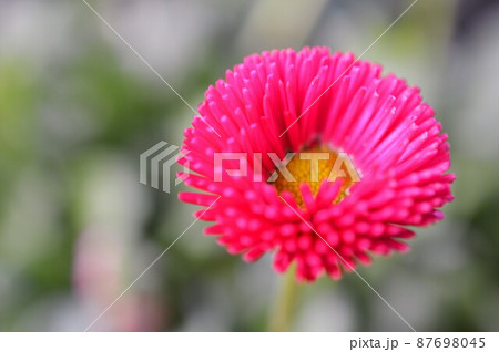デージー Bellis perennis　ピンク色 87698045
