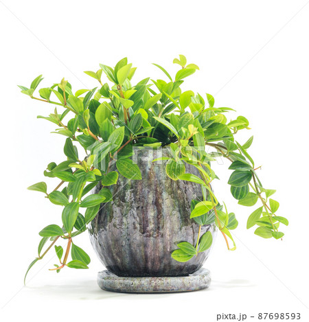 観葉植物、ペペロミア・フォレットの鉢植え【白背景】 87698593