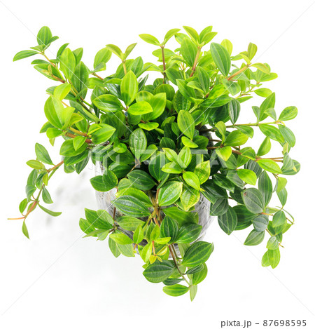 観葉植物、ペペロミア・フォレットの葉【白背景】 87698595