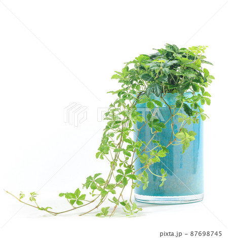 観葉植物、シュガーバインの鉢植え【白背景】 観葉植物、シュガーバインの鉢植え【白背景】 87698745