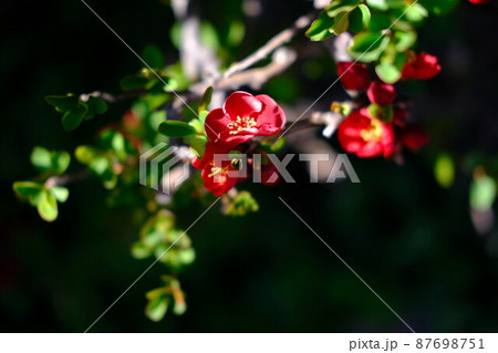 (春の花の風景)ボケの花に差し込む光 (春の花の風景)ボケの花に差し込む光 87698751