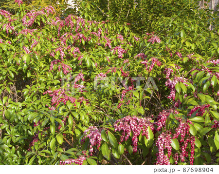 アセビ/馬酔木（万葉植物） 87698904