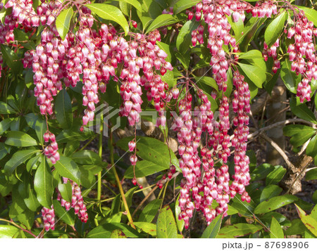 アセビ/馬酔木（万葉植物） 87698906