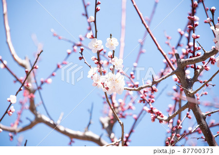 春を知らせる梅の花 87700373