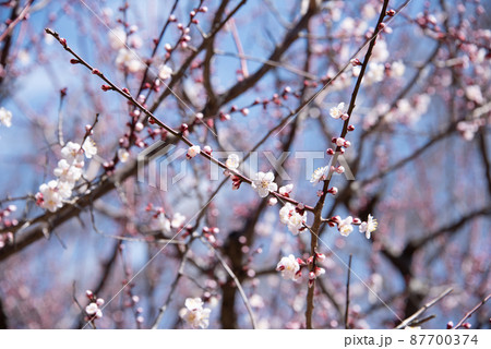 春を知らせる梅の花 87700374