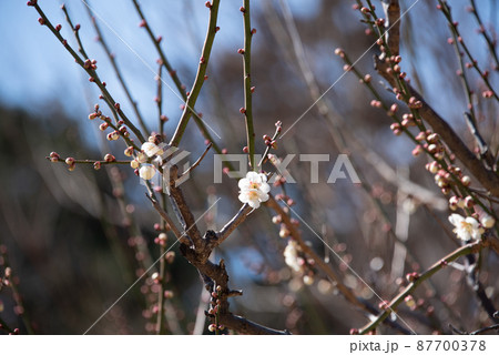 春を知らせる梅の花 87700378