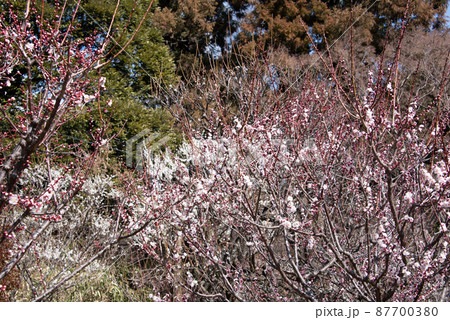 春を知らせる梅の花 87700380