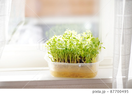 窓辺の豆苗 オールドレンズ 窓辺の豆苗 オールドレンズ 87700495