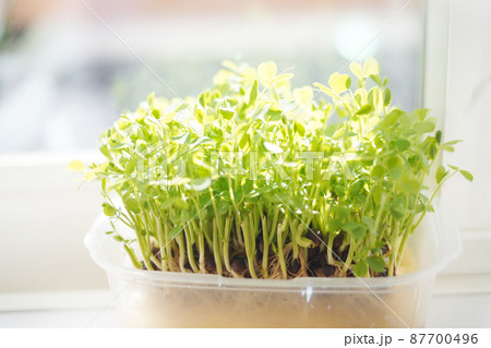窓辺の豆苗 オールドレンズ 窓辺の豆苗 オールドレンズ 87700496