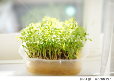 窓辺の豆苗 オールドレンズ 窓辺の豆苗 オールドレンズ 87700497