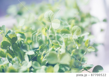窓辺の豆苗 オールドレンズ 窓辺の豆苗 オールドレンズ 87700522