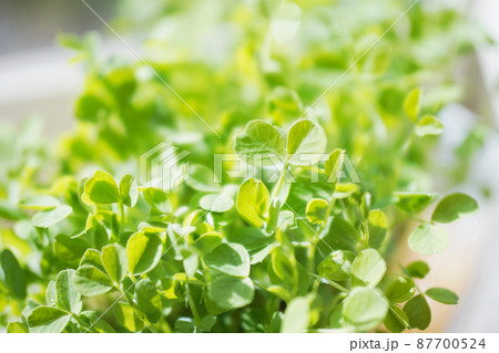 窓辺の豆苗 オールドレンズ 窓辺の豆苗 オールドレンズ 87700524