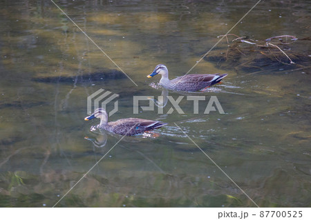 泳ぐ2羽のカモ 87700525