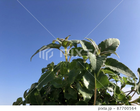 ベルガモット　モダルナ 87700564