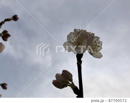 さくらんぼもどき さくらんぼもどき 87700572