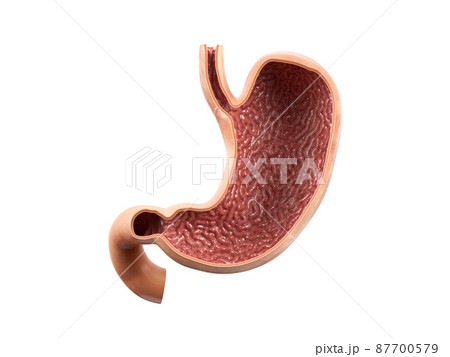Anatomy of human stomach with inside view cut section isolated on white background 87700579