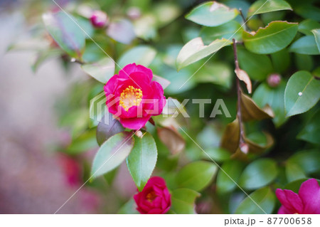 鮮やかな山茶花の花 オールドレンズ 鮮やかな山茶花の花 オールドレンズ 87700658