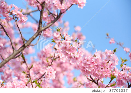 北柏春　桜 87701037