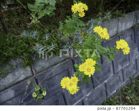 庭に生えたシマカンギク 87701204