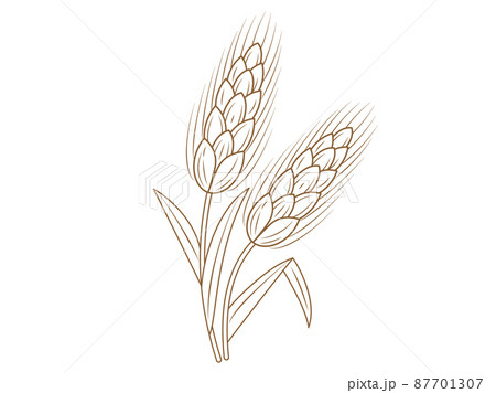 wheat stalk drawing