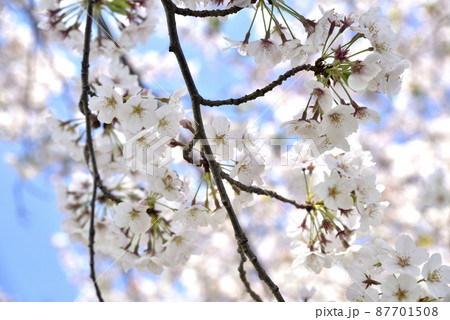 桜の花 87701508