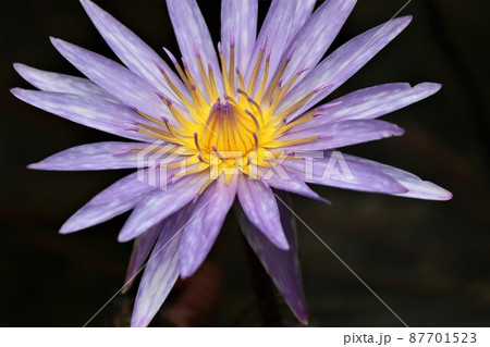 ウオーターリリーという名前がピッタリの花姿 87701523