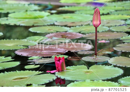 咲いているスイレンの花とは違う趣がある蕾の花姿 87701525
