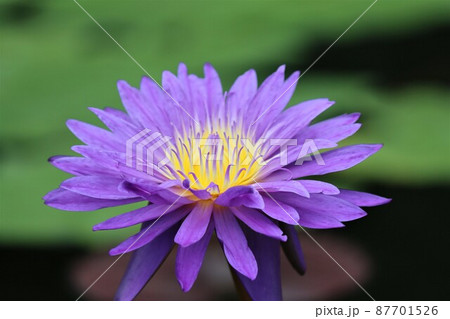 スイレンの花のエネルギーが蓄えられた中心部 87701526