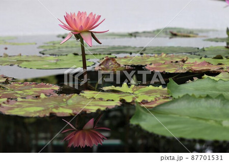 ウオーターニンフとも呼ばれるスイレンの花 ウオーターニンフとも呼ばれるスイレンの花 87701531