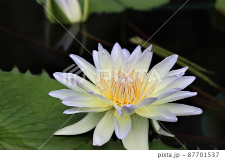 花の中心部には雄蕊に守られためしべが隠れている 87701537
