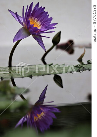 水中花が咲くような幻想的な情景 水中花が咲くような幻想的な情景 87701538