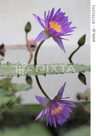 水面に上下対称に描かれた神秘的な睡蓮花 87701541