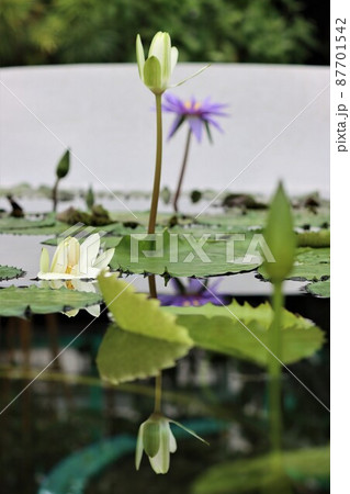 水面にはシンメトリーな別の白い睡蓮花が咲く 水面にはシンメトリーな別の白い睡蓮花が咲く 87701542