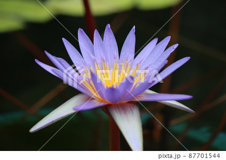 睡蓮花の中心から燃えるようなエネルギーを感じる 87701544