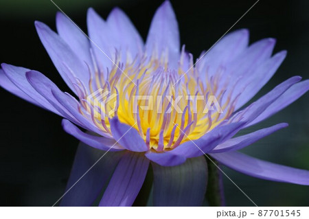 幻想的な花姿は古代より引き継がれたもの 87701545