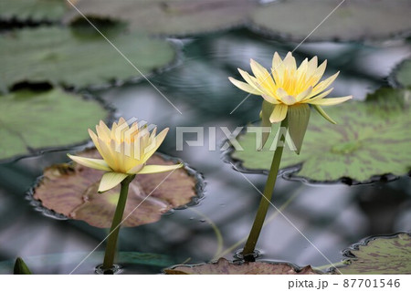 モネの庭に咲いていたような淡いクリーム色の花 モネの庭に咲いていたような淡いクリーム色の花 87701546