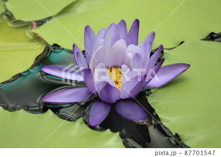 水面から少しだけ顔を出すように咲くスイレンの花 水面から少しだけ顔を出すように咲くスイレンの花 87701547