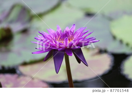 神秘的な花の色は睡蓮花の特徴 87701548
