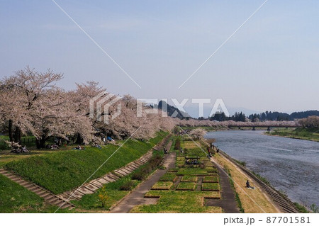 春の桧木内川と桜並木 春の桧木内川と桜並木 87701581