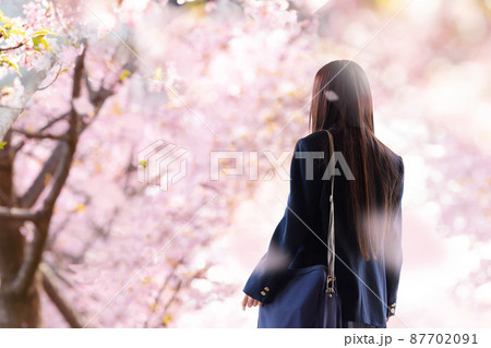 メインビジュアルにも!桜並木で見上げる高校生や中学生のイメージ メインビジュアルにも!桜並木で見上げる高校生や中学生のイメージ 87702091