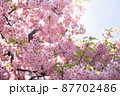 桜とヒヨドリ 87702486