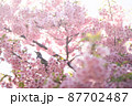 桜とヒヨドリ 87702487