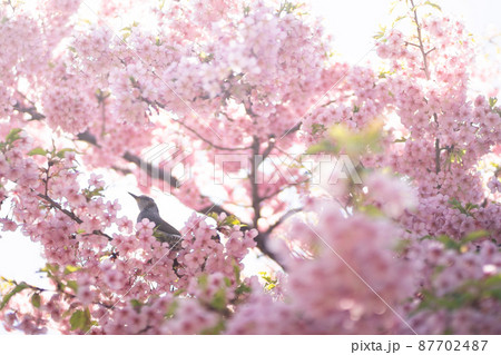桜とヒヨドリ 87702487
