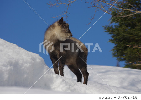 カモシカの御散歩 87702718