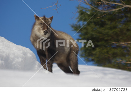 カモシカの御散歩 87702723