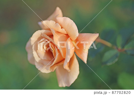 蜂ヶ峰の薔薇 蜂ヶ峰の薔薇 87702820