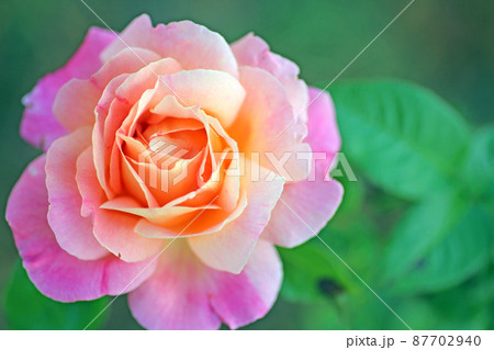 蜂ヶ峰の薔薇 87702940