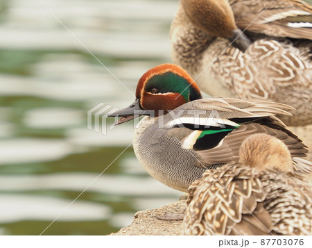 コガモの雄（新発田市五十公野公園升潟） 87703076