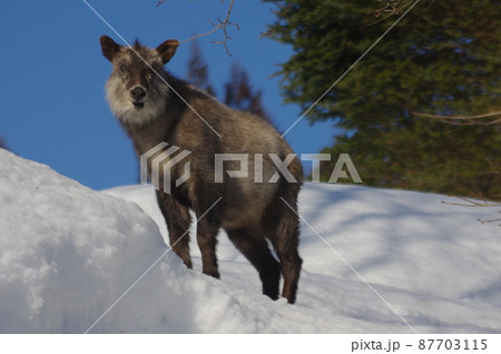 カモシカの散歩道 87703115