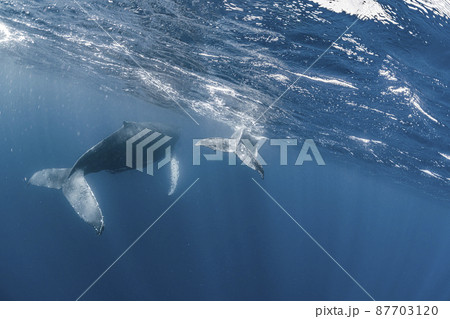 ザトウクジラの親子 ザトウクジラの親子 87703120